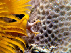 Christmas Tree worm. Canon G10 by Andrew Macleod 